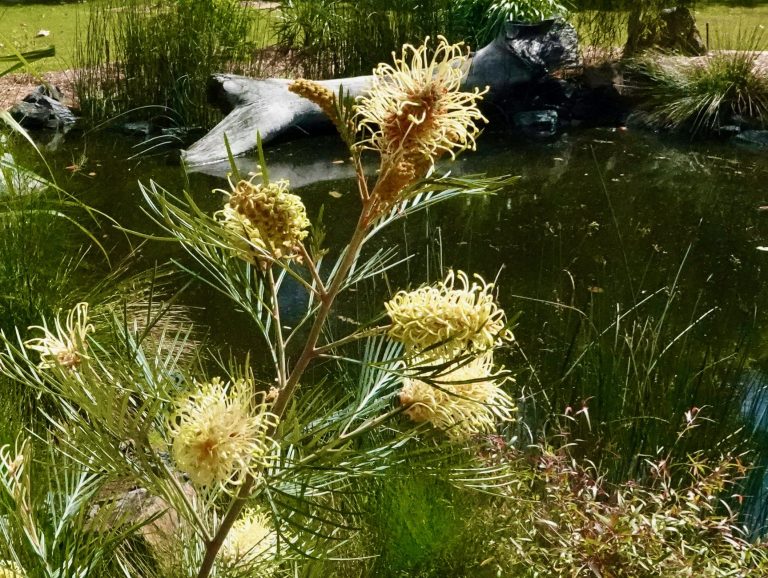 Australian native flora