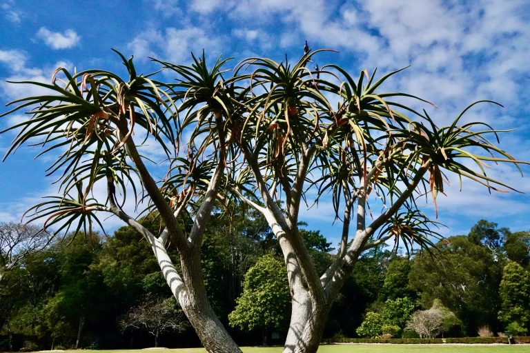 rare tree