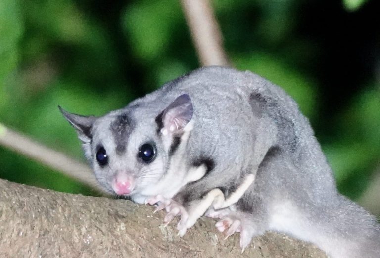 Squirrel glider in tree