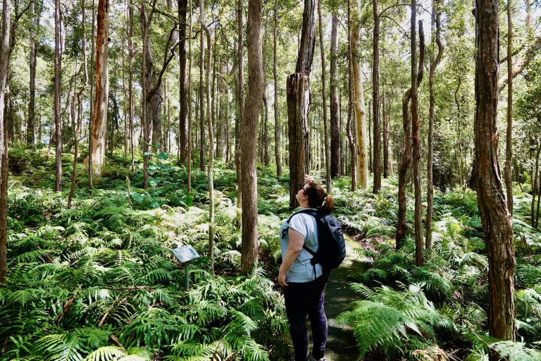 Visitor standing in forest.