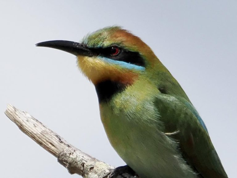 Rainbow bee-eater on branch.