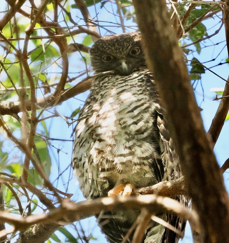 Adult powerful owl.