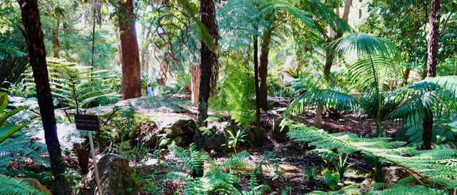 Rainforest